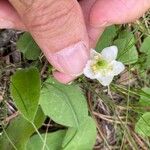 Pyrola minor Flower