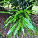 Podocarpus neriifolius Листок