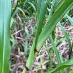 Paspalum fasciculatum Blad