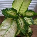 Dieffenbachia seguine叶