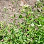 Capsella bursa-pastoris Fruit
