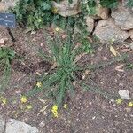 Linum maritimum Συνήθη χαρακτηριστικά