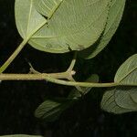 Lozanella enantiophylla Hoja