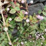 Persicaria capitataŽiedas