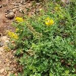 Crotalaria emarginella Hoja
