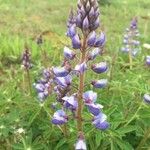 Lupinus albifrons 花