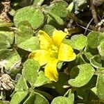 Oxalis exilis Blomst