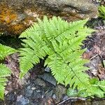 Gymnocarpium robertianum Hoja