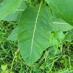 Asclepias purpurascens Leaf