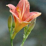 Hemerocallis fulvaᱵᱟᱦᱟ