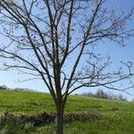 Acacia abbreviata Corteza