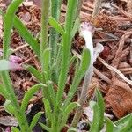 Plantago coronopus Feuille