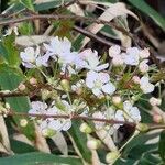 Prunus japonica Blomst