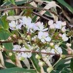 Prunus japonica 花