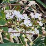 Prunus japonica Flor