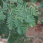 Vachellia farnesiana Leht