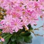 Lewisia leeana 花