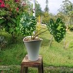 Caladium praetermissum 葉