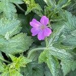 Geranium × oxonianum Foglia