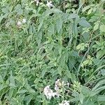 Saponaria officinalis ശീലം