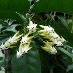 Hoya multiflora Кветка