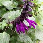 Salvia coerulea花