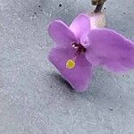 Iberis umbellata Flower