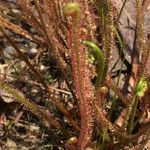 Drosera filiformis Συνήθη χαρακτηριστικά