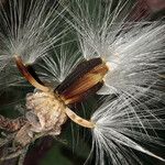 Crepis occidentalis ফল