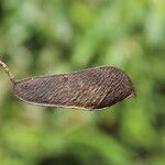 Julbernardia pellegriniana Fruto