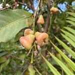 Syzygium samarangense Плід