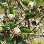 Dais cotinifolia Flower