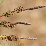 Carex ericetorum Beste bat