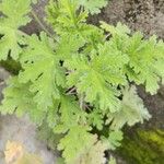 Pelargonium × asperum Blad