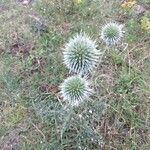 Echinops ritroBlad