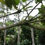 Cordia alliodora Otro
