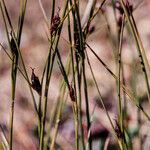 Oreojuncus trifidus Vaisius