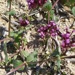 Valeriana graciliflora List