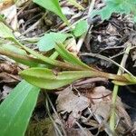 Gentianopsis ciliata Leaf