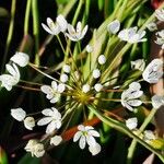 Allium subhirsutum Kvet