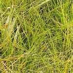 Eleocharis acicularis অভ্যাস