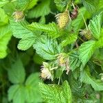 Rubus spectabilis Otro