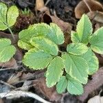 Aegopodium podagraria Leaf