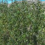 Acacia longifolia Συνήθη χαρακτηριστικά