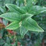 Sarcococca hookeriana Leaf