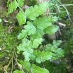 Dryopteris cristata List