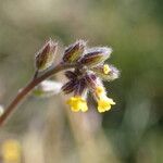 Myosotis balbisiana Flor