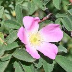 Rosa villosa Blüte