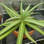 Agave nizandensis Leaf