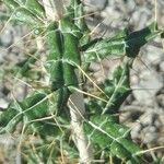 Ptilostemon hispanicus Leaf